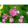 LIANE DE CORAIL ROSE