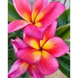 FRANGIPANIER JEANNIE MORAGNE