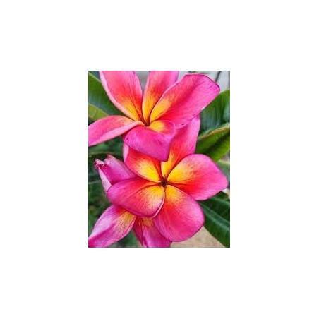 FRANGIPANIER JEANNIE MORAGNE