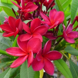 FRANGIPANIER ROUGE