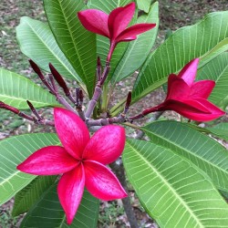 FRANGIPANIER ROUGE