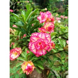 ROSE DU DÉSERT SAPPHIRE