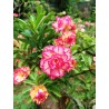 ROSE DU DÉSERT SAPPHIRE