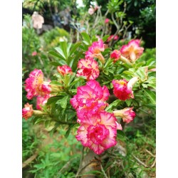 ROSE DU DÉSERT SAPPHIRE