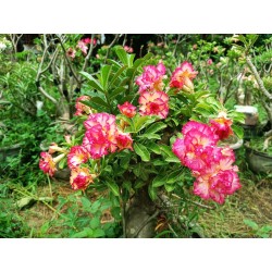 ROSE DU DÉSERT SAPPHIRE