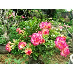ROSE DU DÉSERT SAPPHIRE