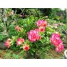 ROSE DU DÉSERT SAPPHIRE