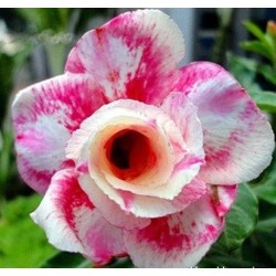 ROSE DU DÉSERT WANJAI