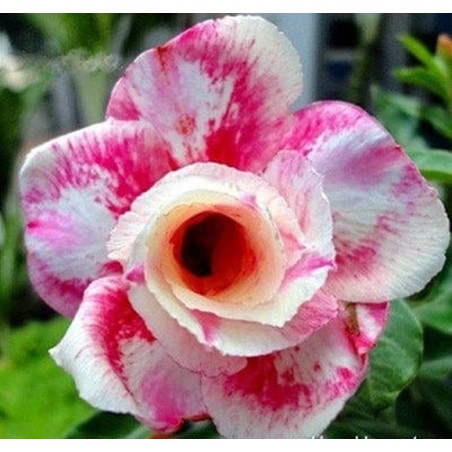 ROSE DU DÉSERT WANJAI